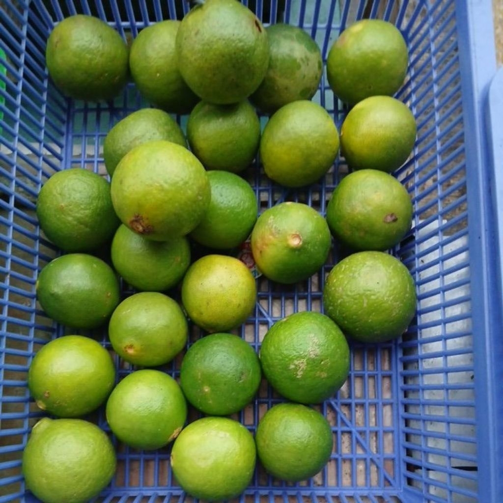 Jeruk Nipis Segar 1kg