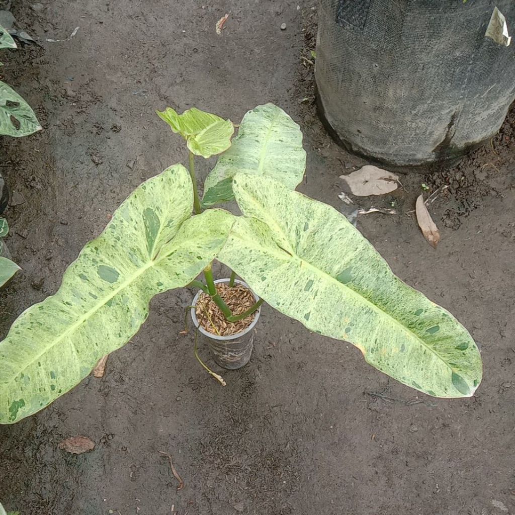 Philodendron Paraiso Verde sehat