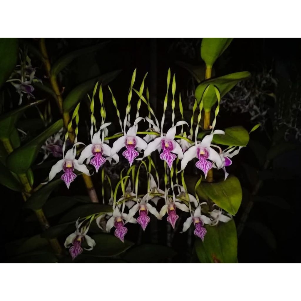 Bibit anggrek Dendrobium stratiotes