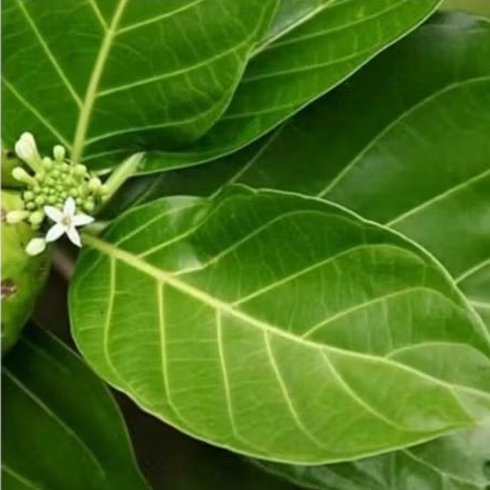 daun mengkudu/daun pace perhelai
