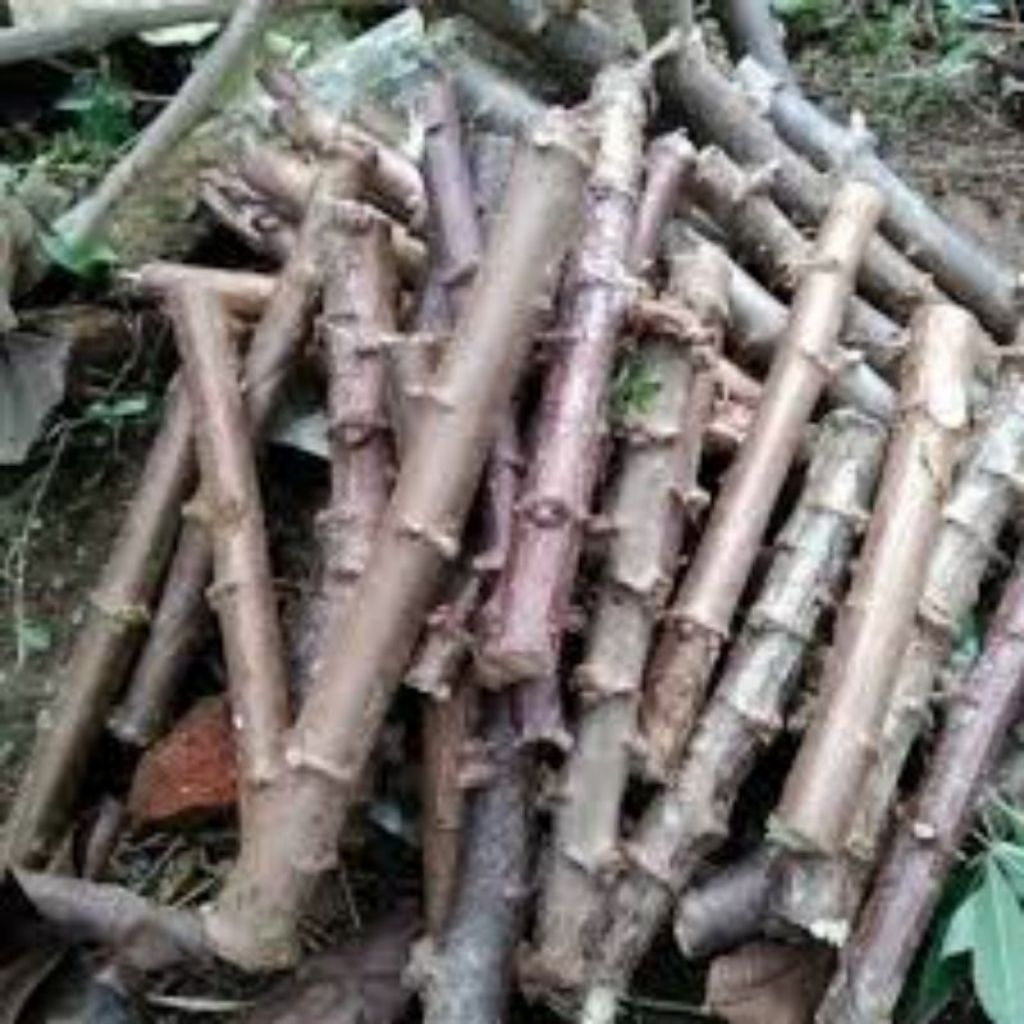 BIBIT SINGKONG 10PCS