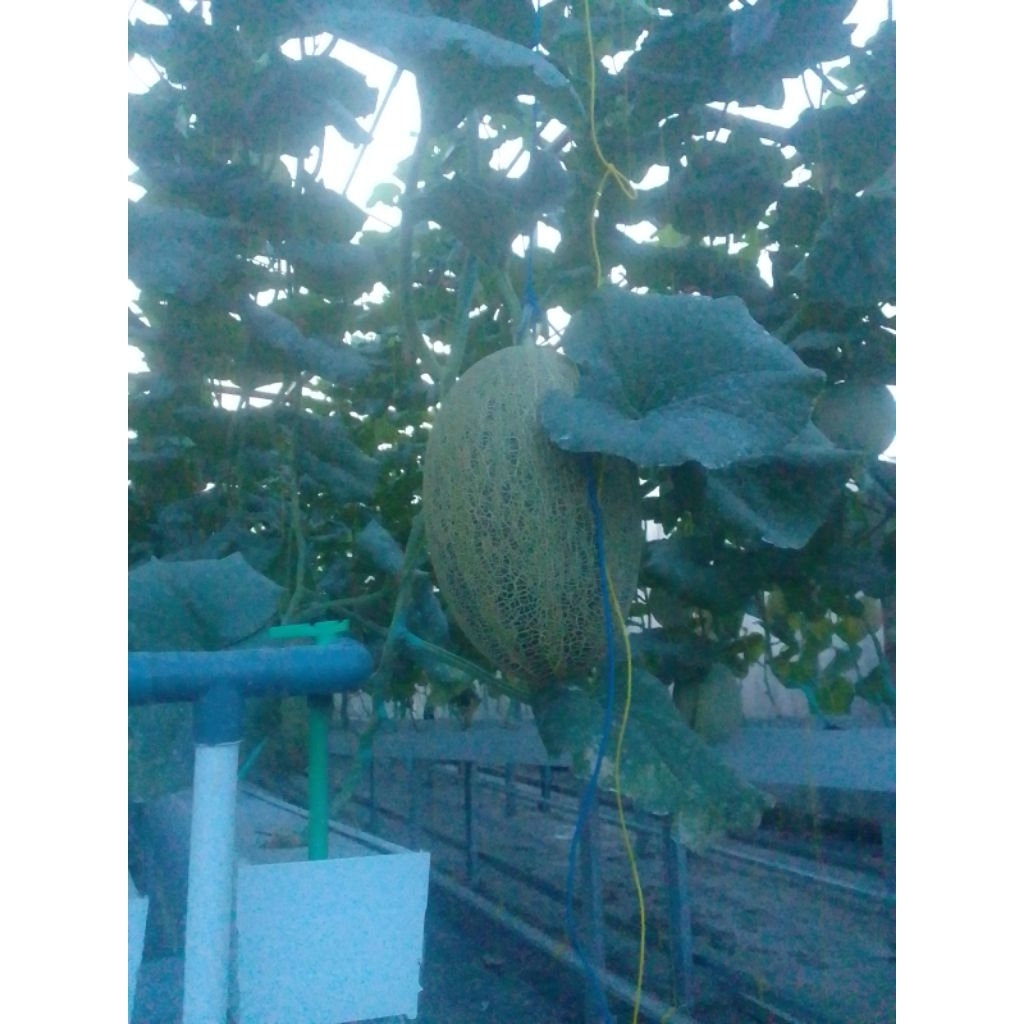 legi hami bigsize