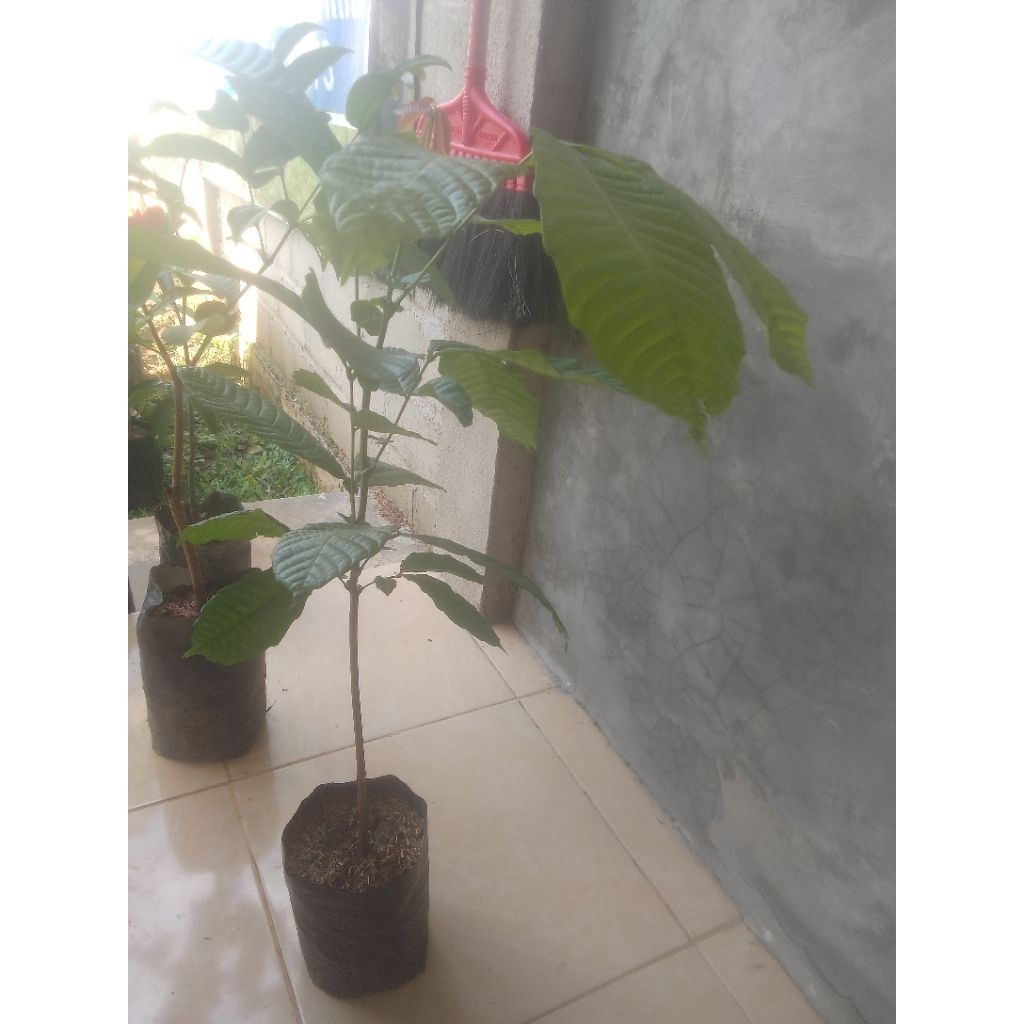 bibit matoa genjah