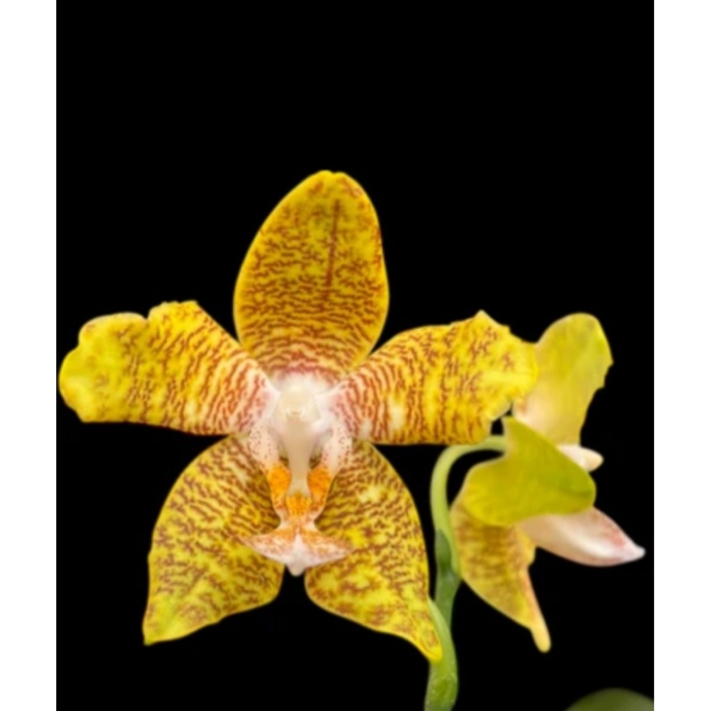 Phalaenopsis New Wave