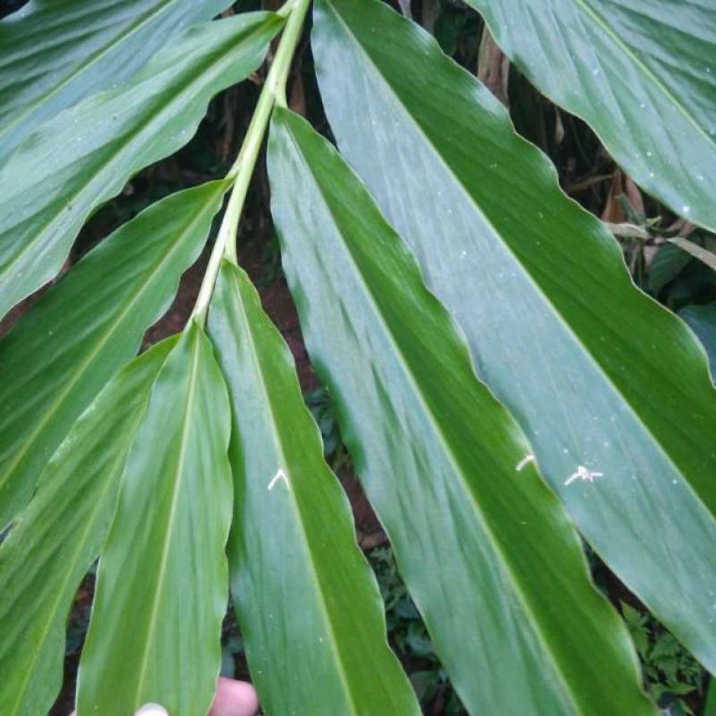 daun kapulaga per 10lembar