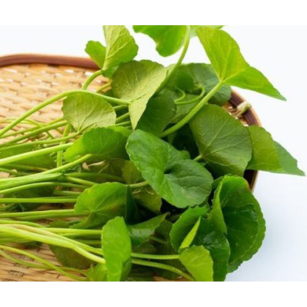 daun pegagan segar 500 gr