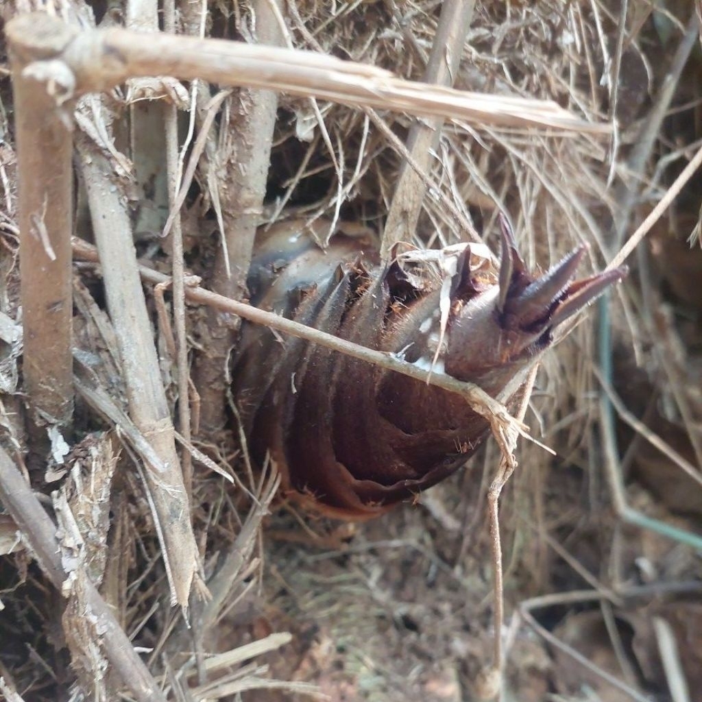 Rebong bambu petung/peting fresh