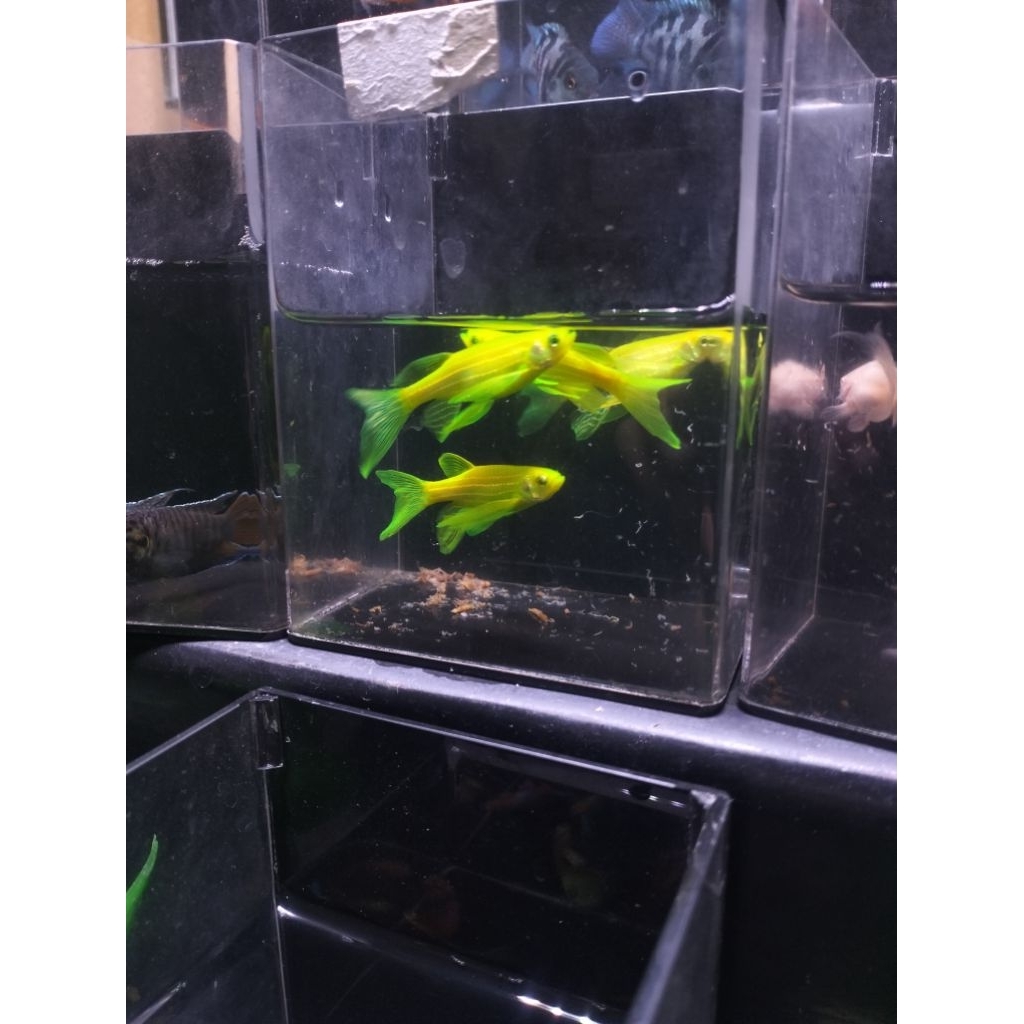 Danio slayeur 4