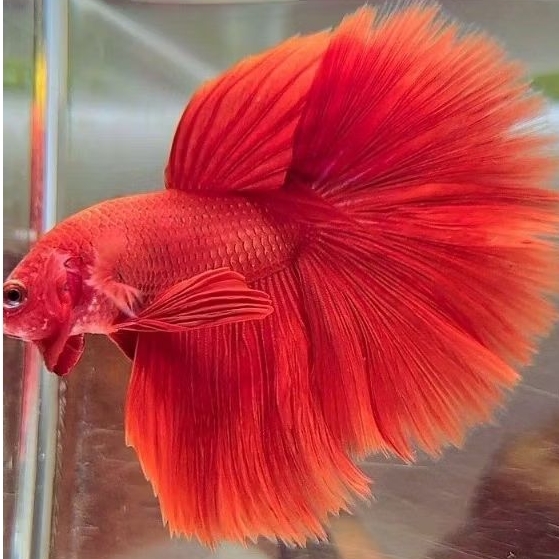 Halfmoon Super Red (Merah Pekat)