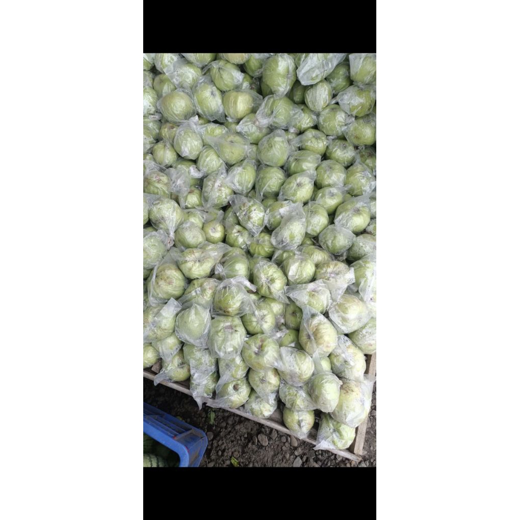 jambu biji merah,mangkel mateng