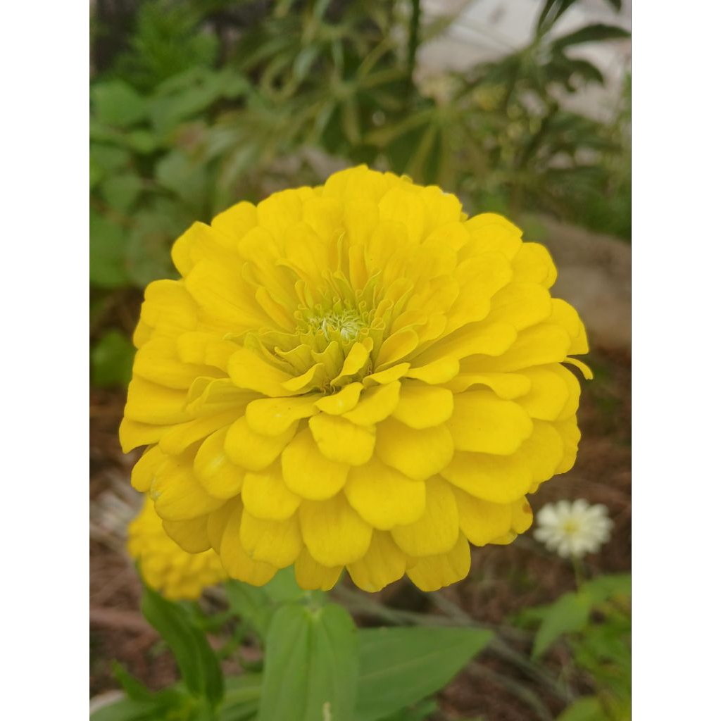Bunga Zinnia Tumpuk