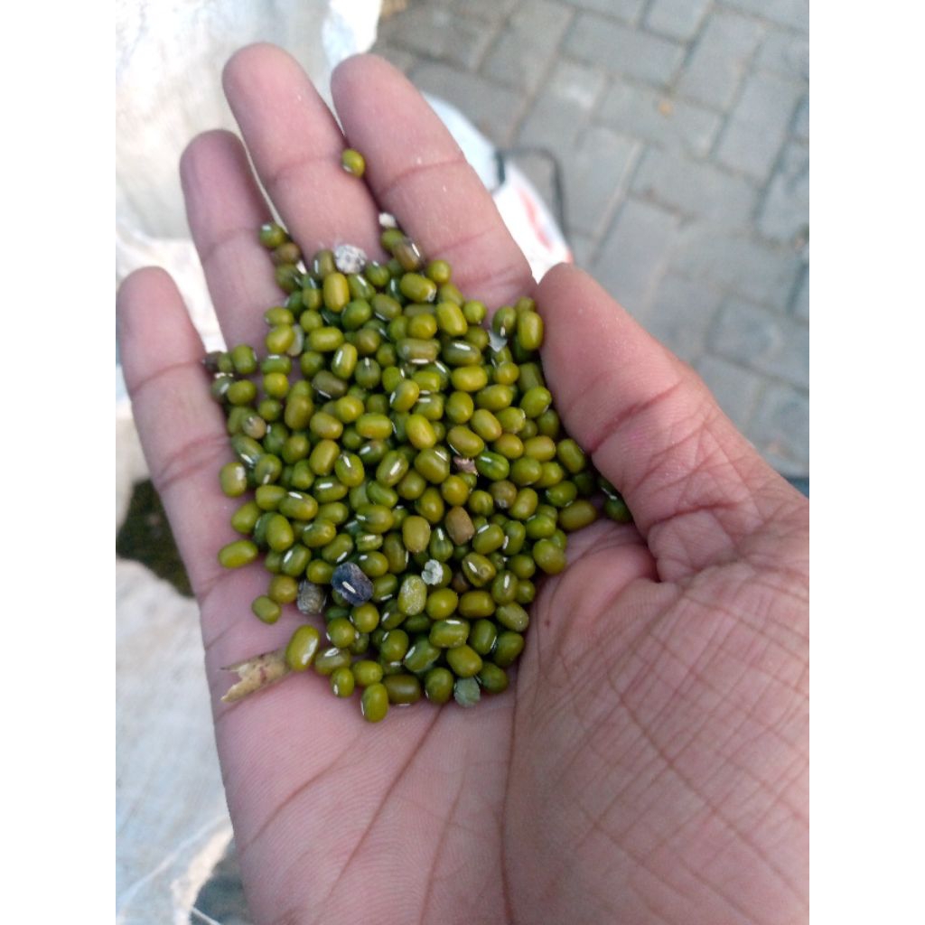 kacang hijau