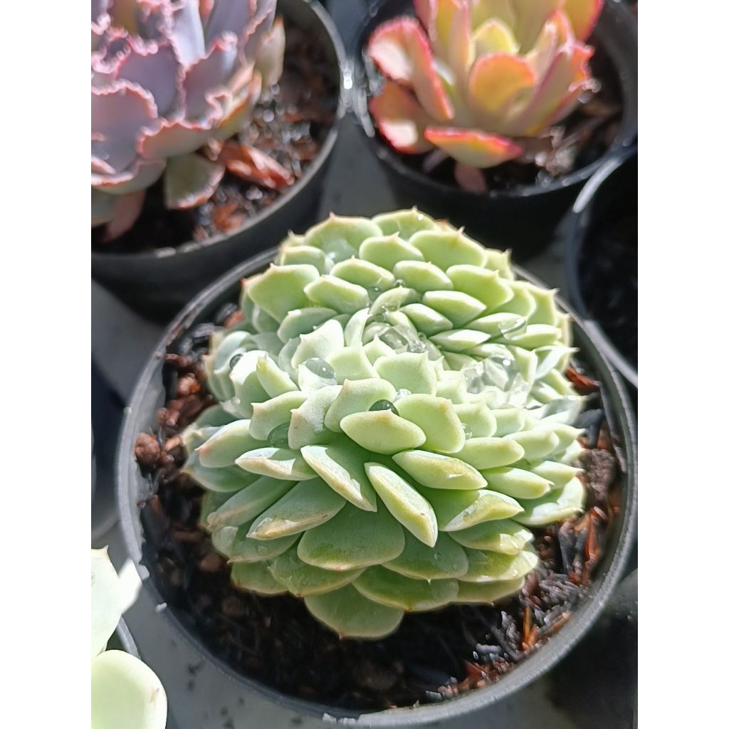 echeveria silver ice crested ctk