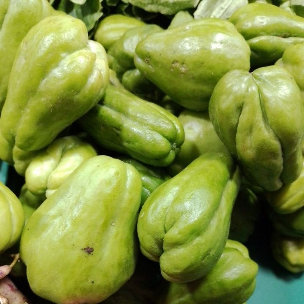 labu siam kecil