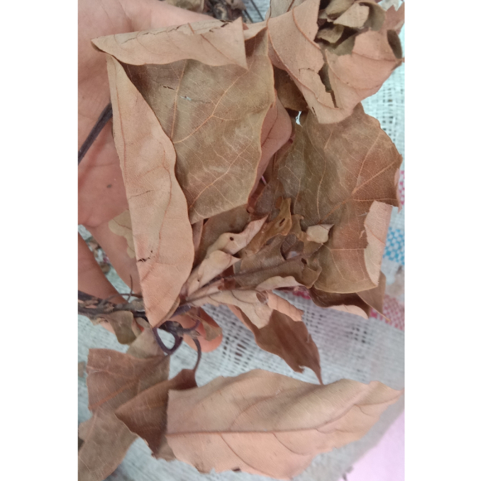 DAUN ALPUKAT