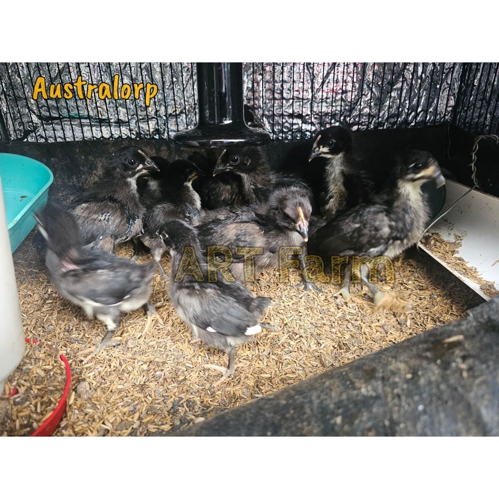 DOC & Anak Ayam Australorp