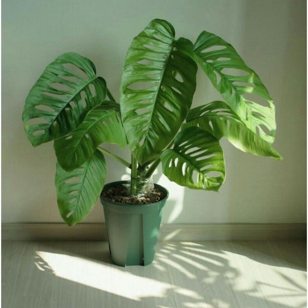 garden grace monstera acuminata