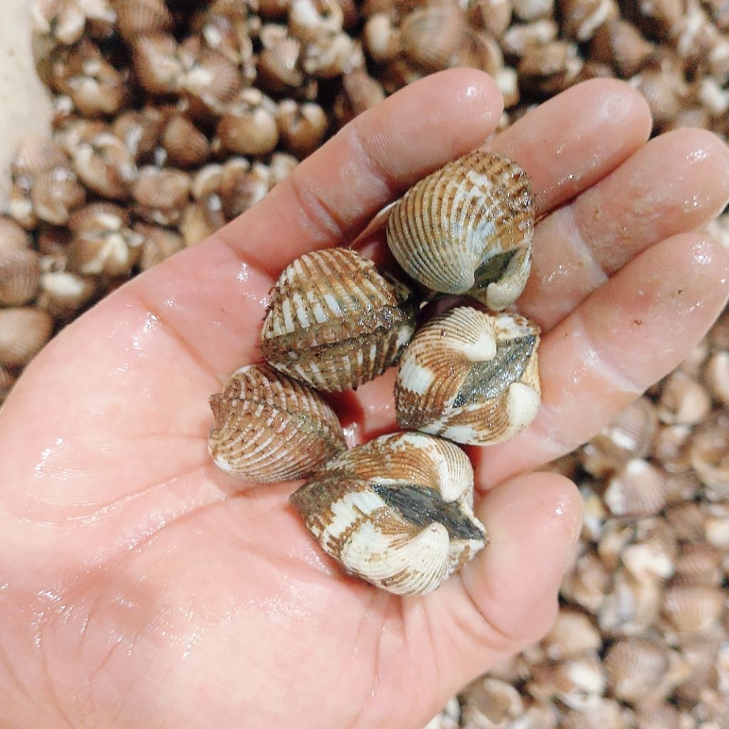kerang dara glatik