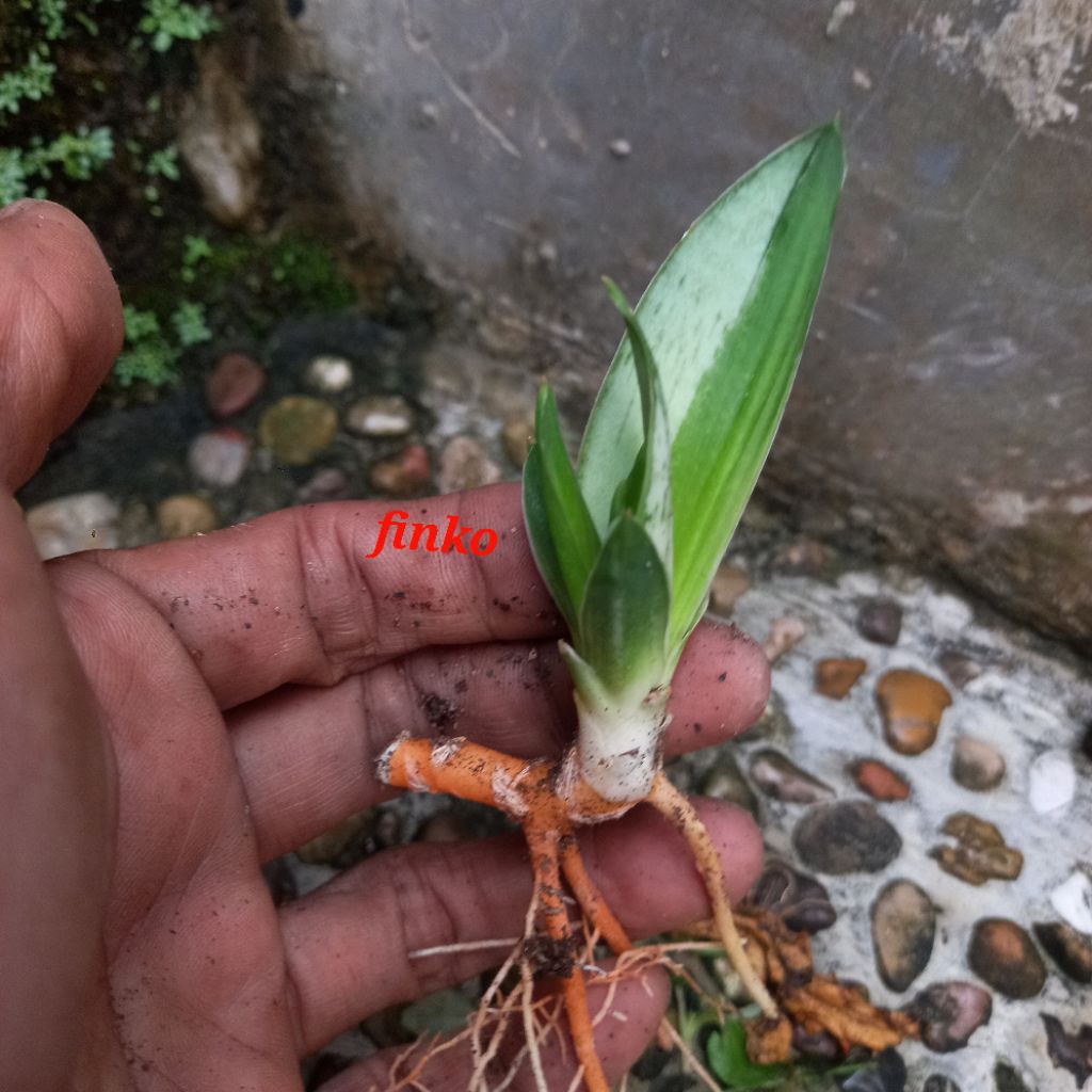 sanseveria 'la nina' mutant