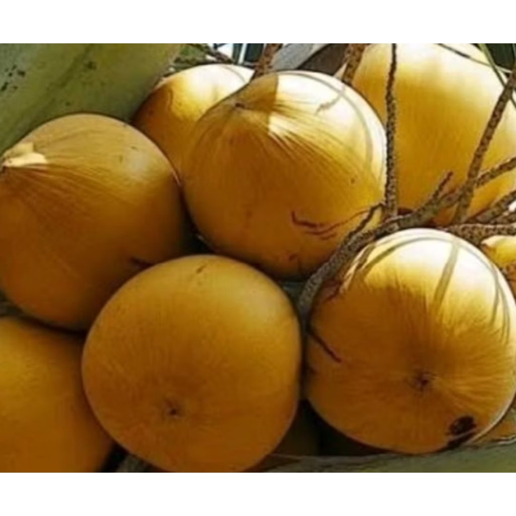 Kelapa Gading Muda per pcs