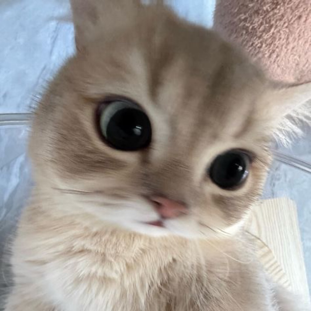 CO DI SINI YAAA