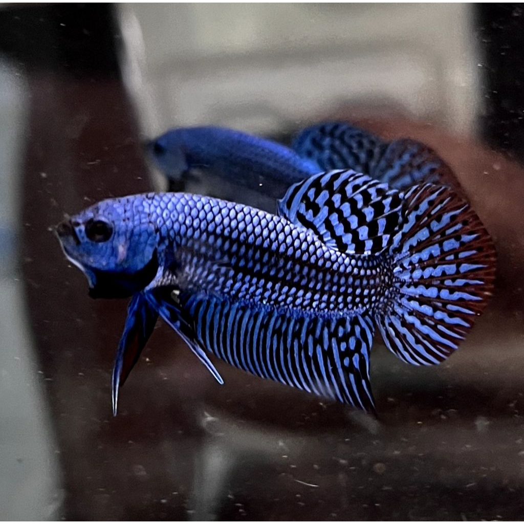 Alien Blue Pair