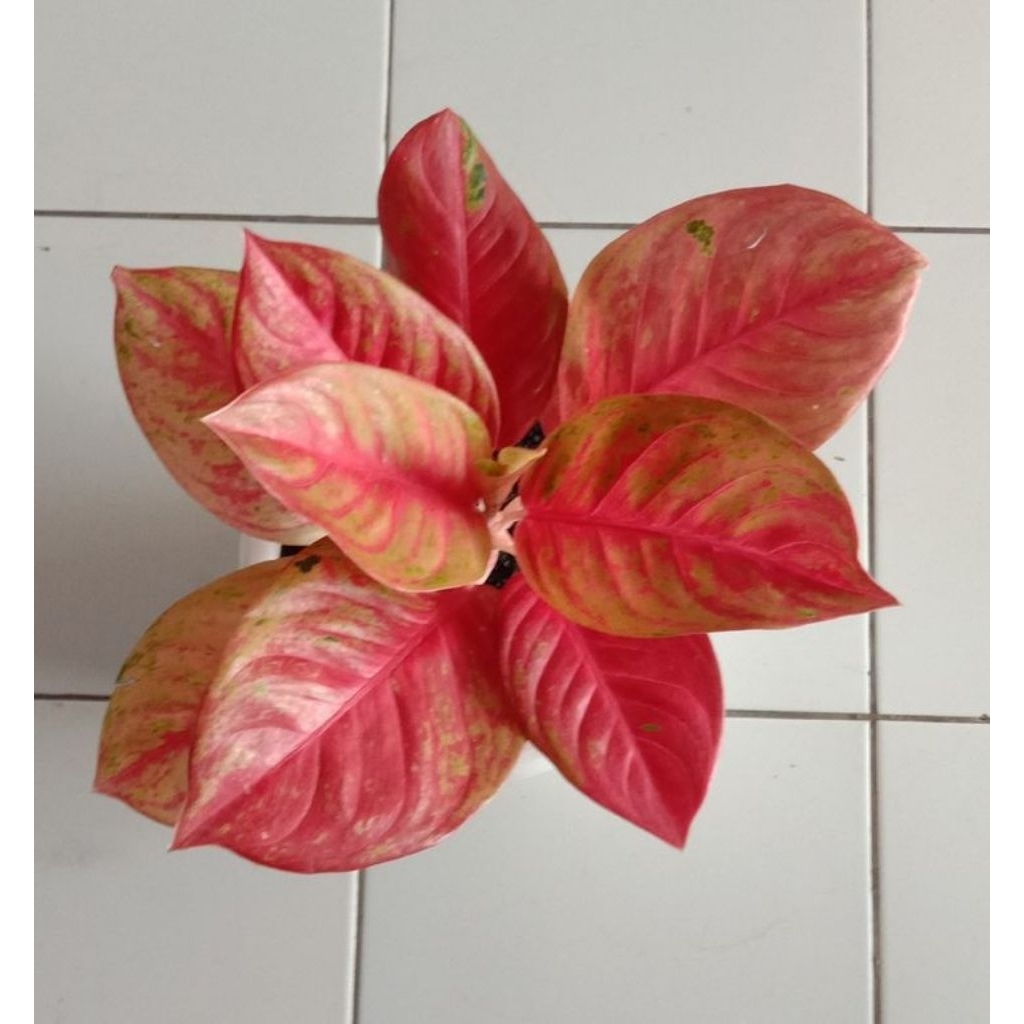 aglonema red exotik