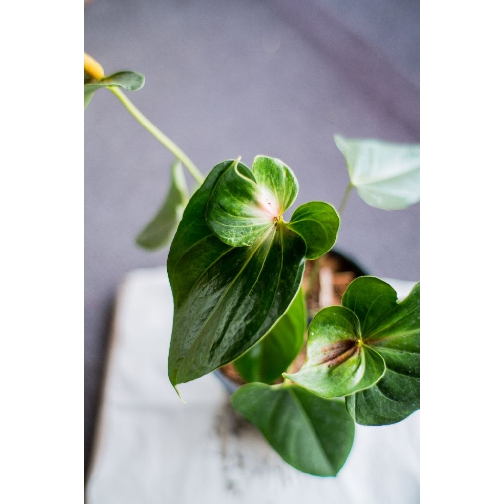 Anthurium bunga Twinkle Hard Green