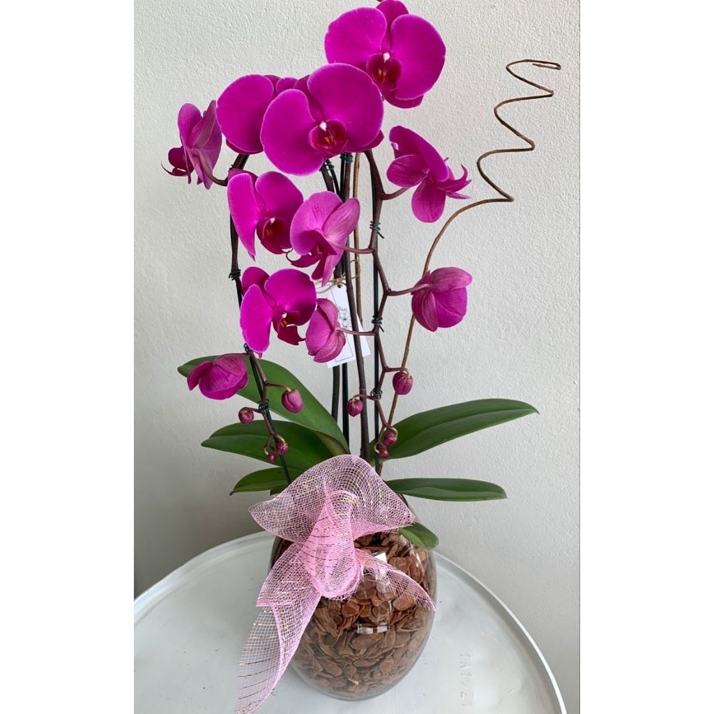 ANGGREK BULAN PASCA BERBUNGA PINK