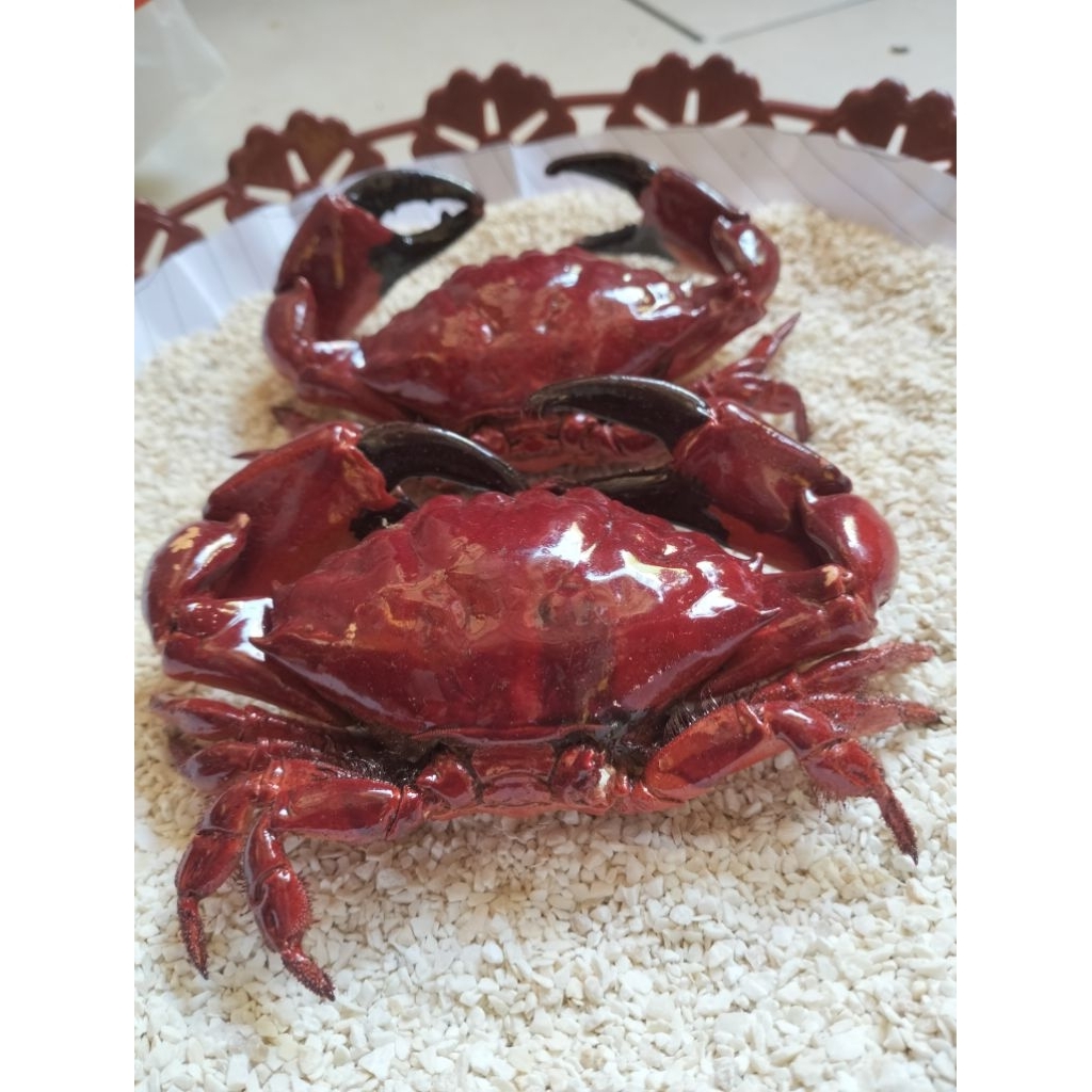 hiasan kepiting merah