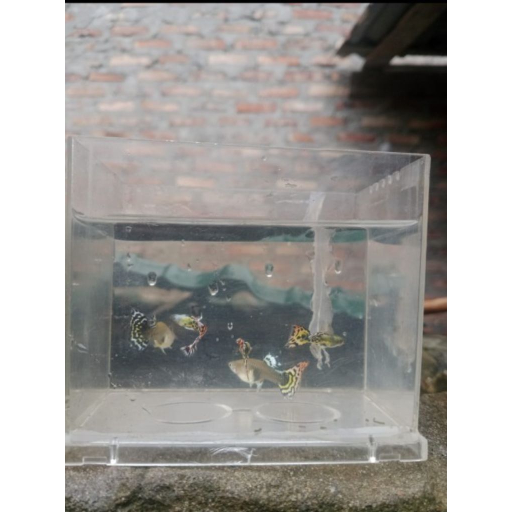 Ikan guppy