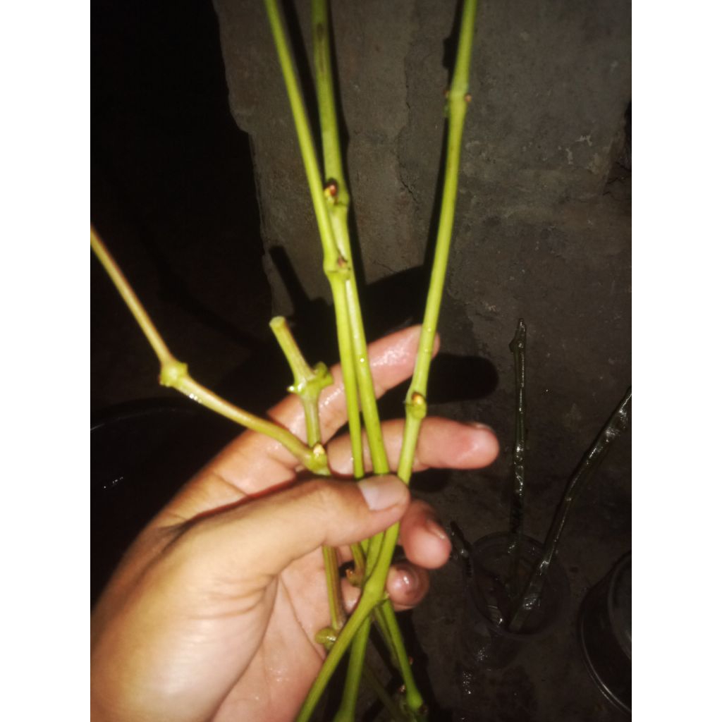 Entres anggur import (NINEL)