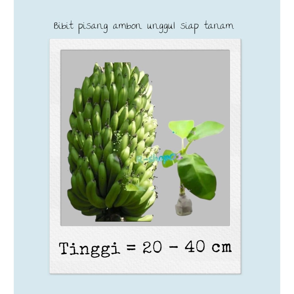 bibit pisang ambon super