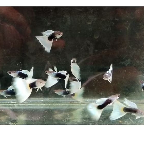 Hb White Guppy (2 ekor)