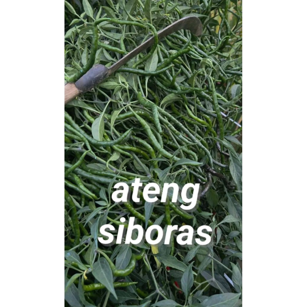 COD 30gr bibit/benih cabe ateng siboras
