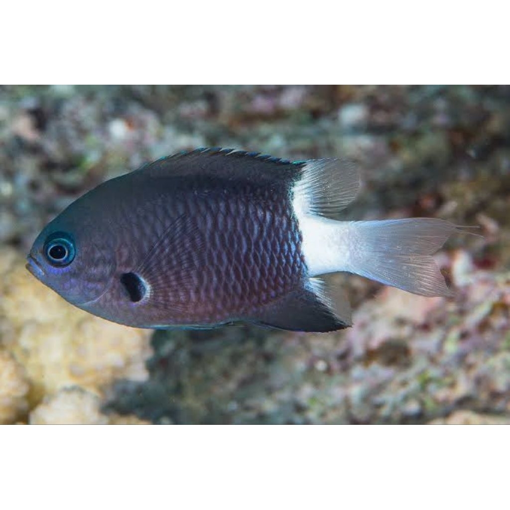 Putri Bali Hitam