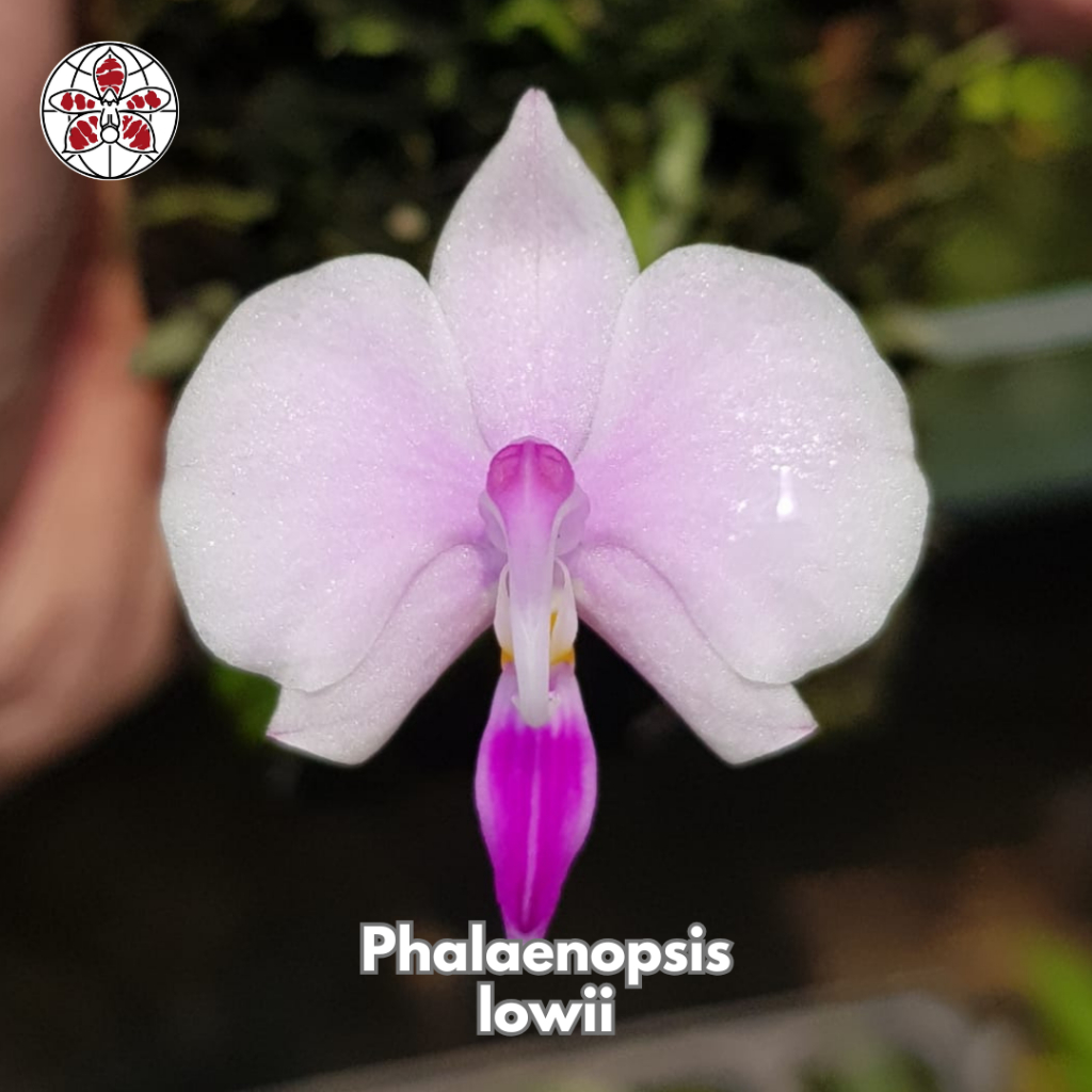 Anggrek Phalaenopsis Lowii