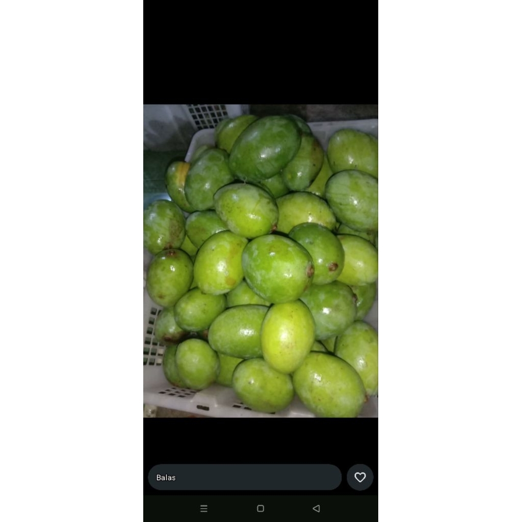 mangga madu