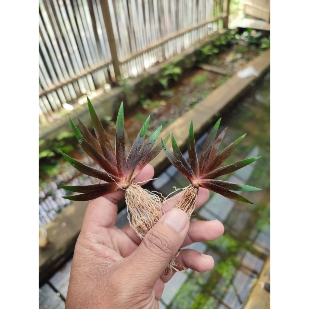 Xiris Red / Tanaman Aquascape