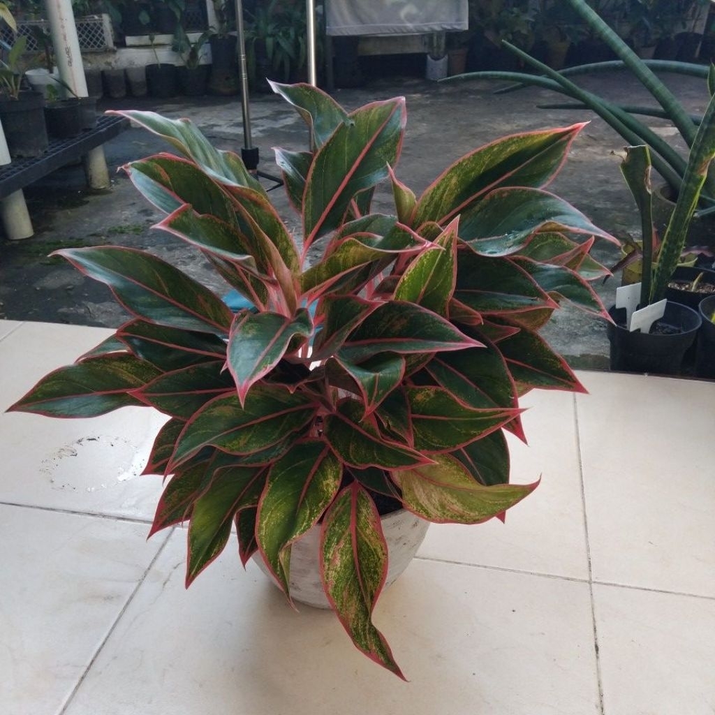 Aglonema
