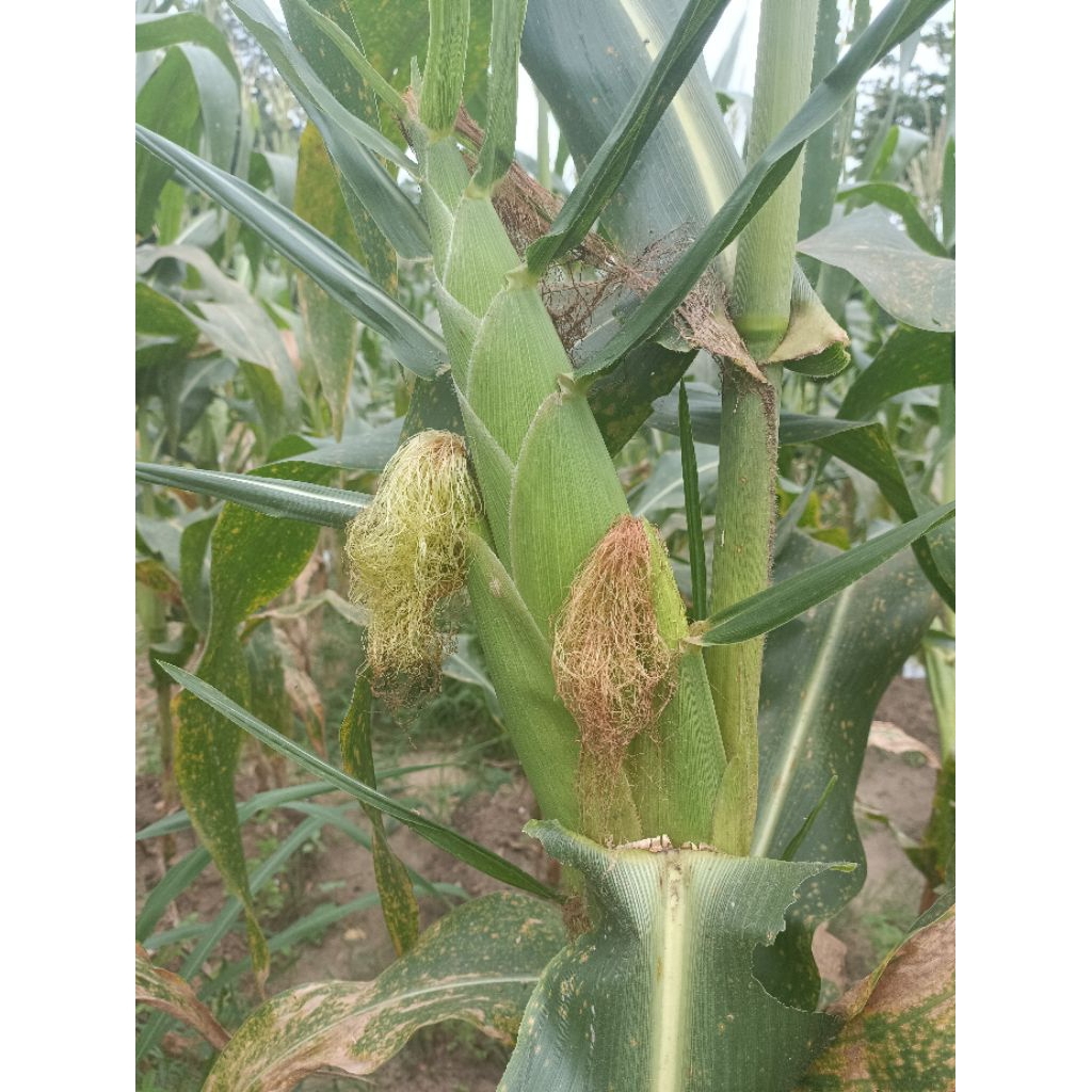 jagung gacor