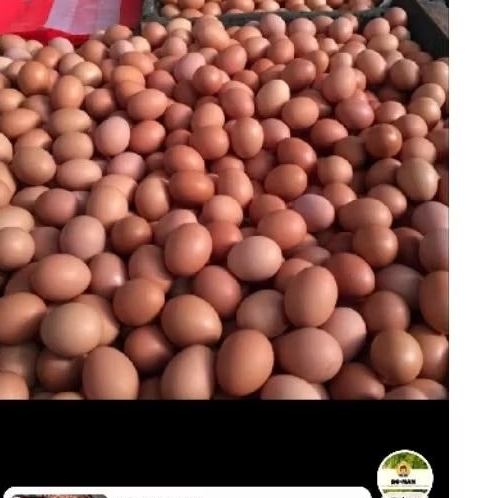 telur