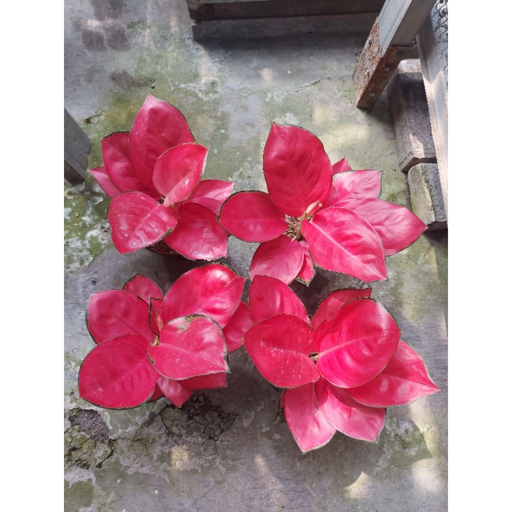 Aglonema Red Cherry Daun Bulet