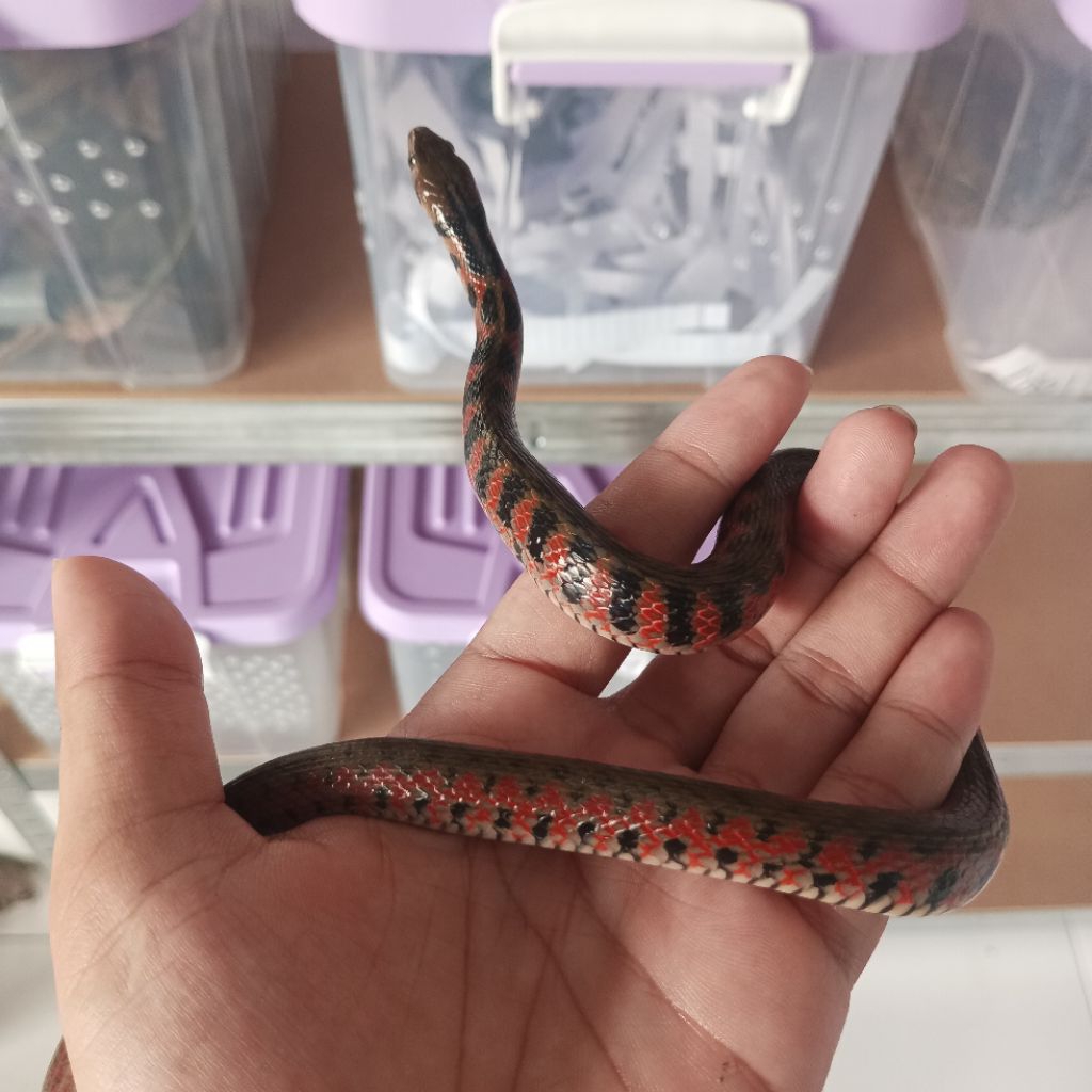 Super Red Water Tiger