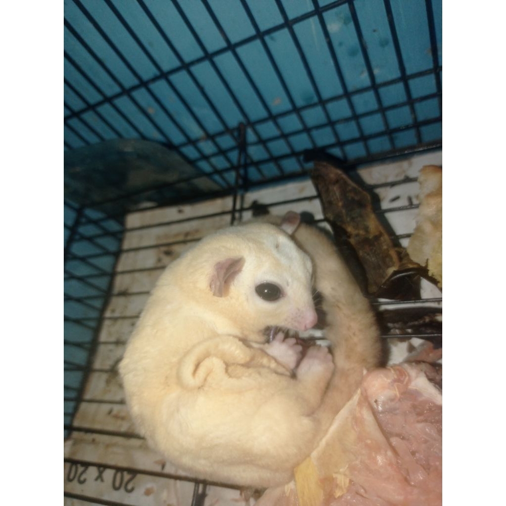 sugar glider leucistic umur 5bulan