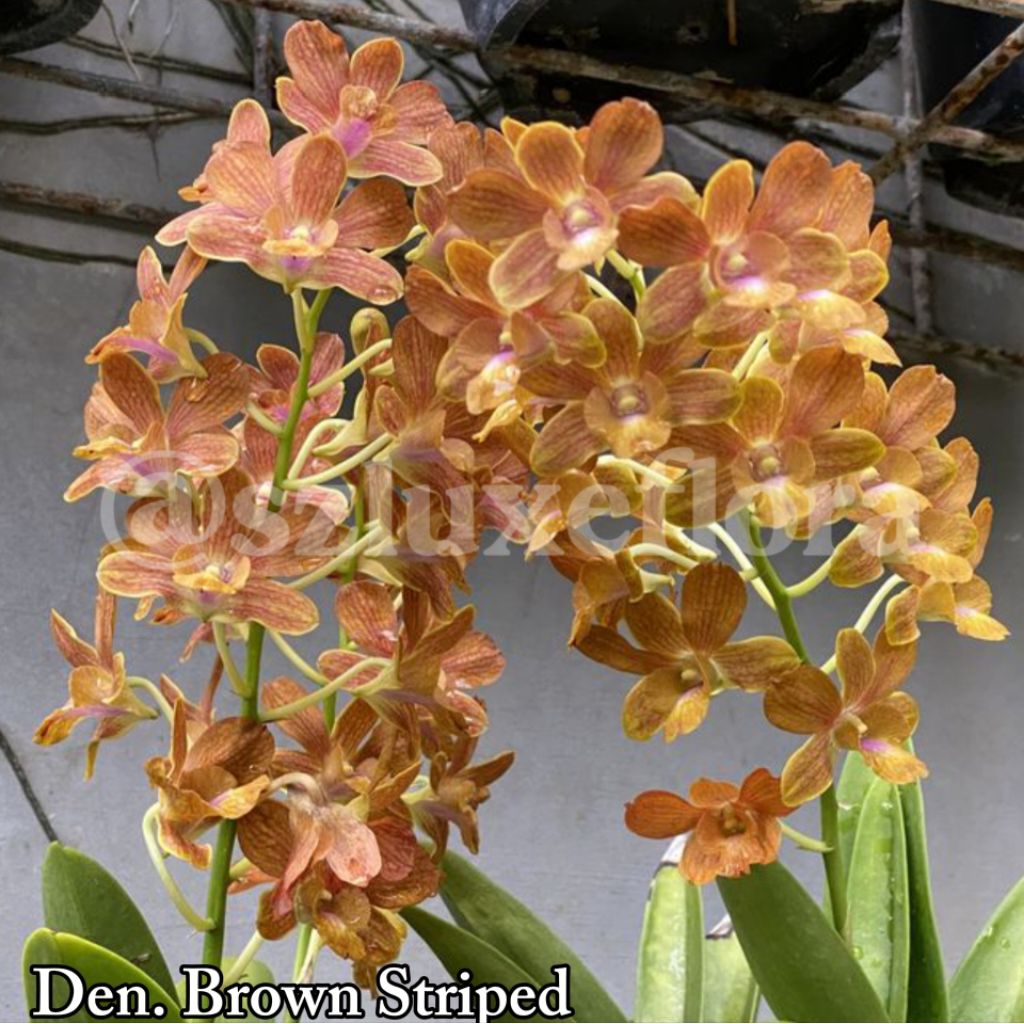 Anggrek Dendrobium Brown Stripe Siap Berbunga