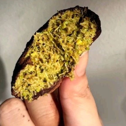 Dubay chewy Cookie