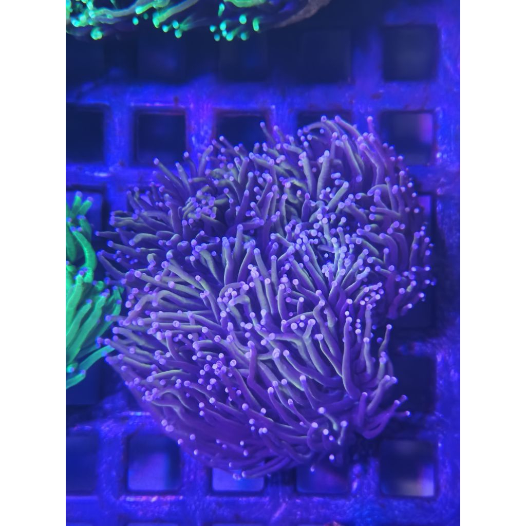 karmon 24k