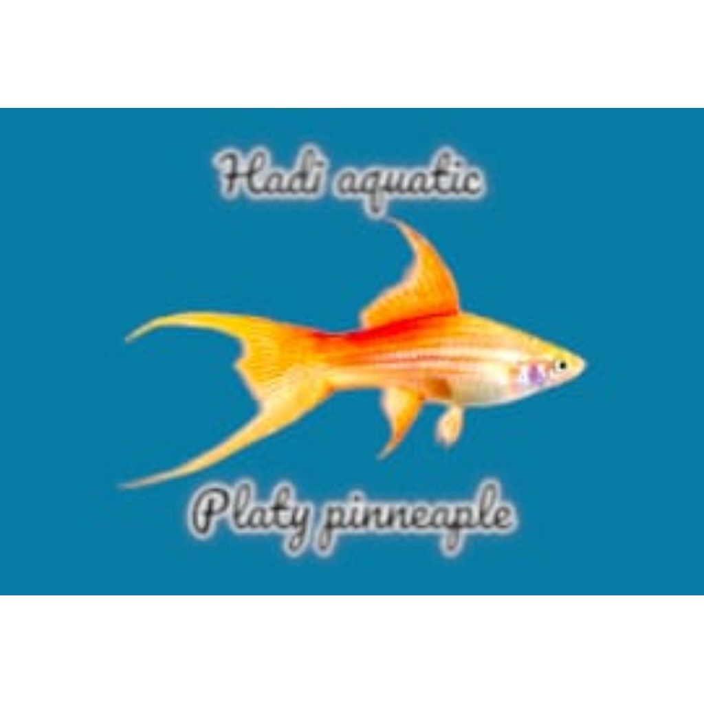 hiasan platy pineapple