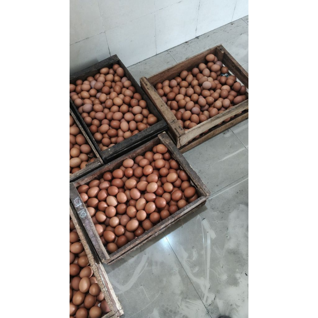 Telor ayam segar